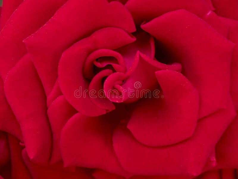 Rosa mágica suave roja, imagen artística apacible romántica fotografía de archivo libre de regalías Rosa mágica suave roja, imagen artística apacible romántica fotografía de archivo libre de regalías
