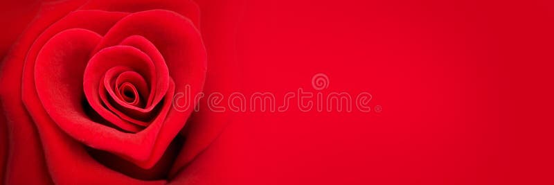 Rosa na forma de um coração, bandeira do vermelho do dia de Valentim