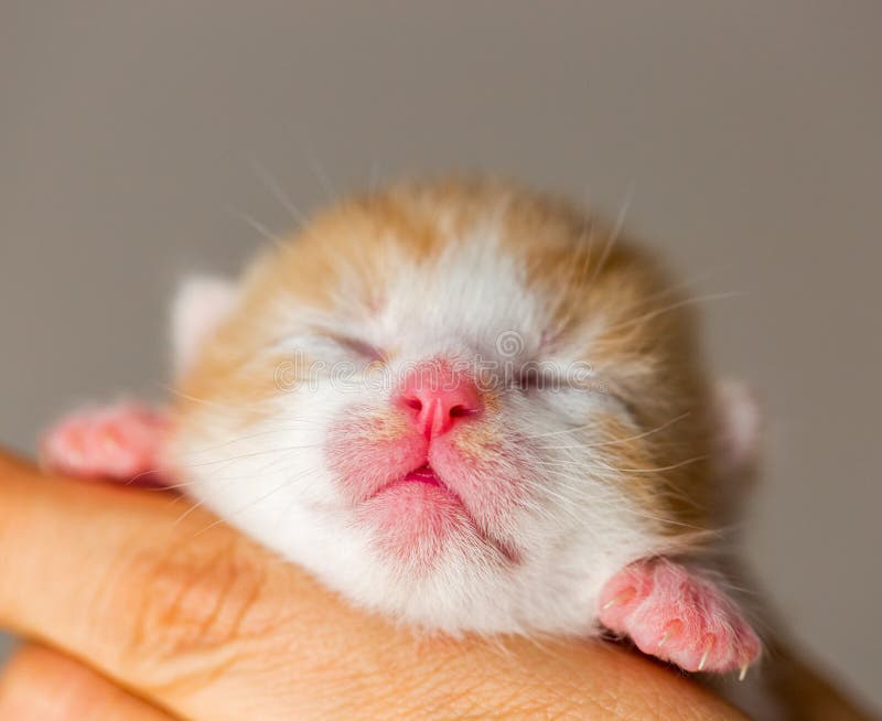 Rosa Nase und Lippen des neugeborenen Kätzchens Nahaufnahme des kleinen Kätzchens mit den Augen noch geschlossen Babykätzchen in stockfoto Rosa Nase und Lippen des neugeborenen Kätzchens Nahaufnahme des kleinen Kätzchens mit den Augen noch geschlossen Babykätzchen in stockfoto
