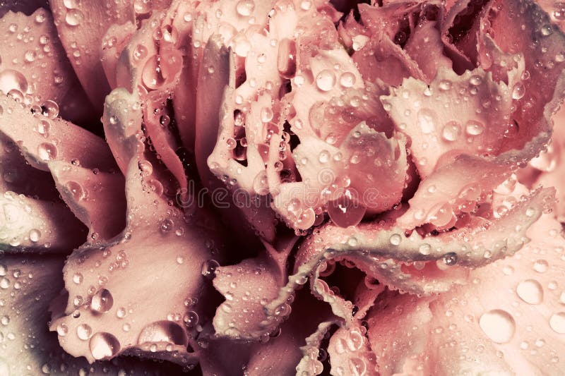 Rosa nasse Gartennelkenblumennahaufnahme