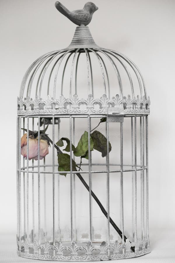 Rosa nella gabbia di uccelli immagine stock libera da diritti Rosa nella gabbia di uccelli immagine stock libera da diritti