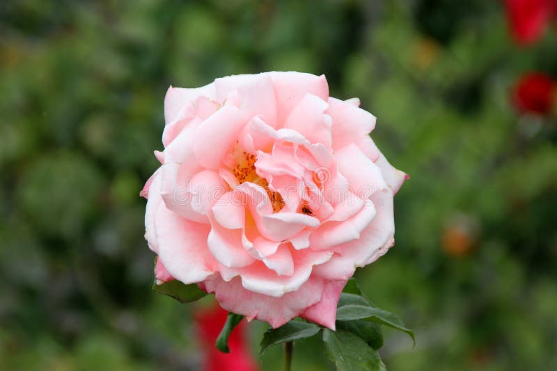 Rosa New Zealand stock image. Image of cultivar, highly - 79645333
