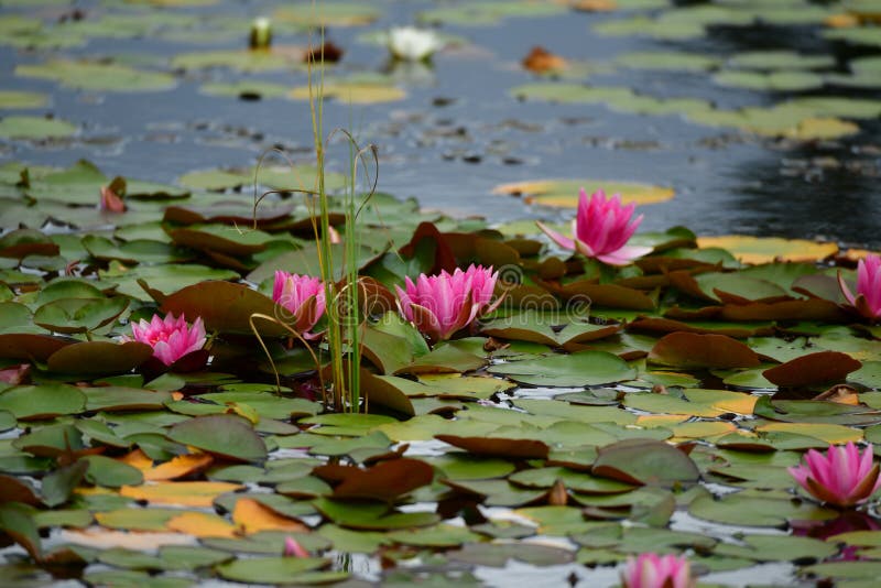 Rosa näckrors på en sjö i Skottland royaltyfri bild Rosa näckrors på en sjö i Skottland royaltyfri bild