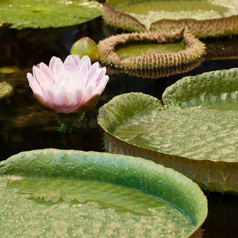 Rosa näckros med stora runda sidor royaltyfri bild Rosa näckros med stora runda sidor royaltyfri bild