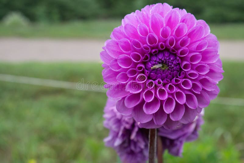 Rosa närbild för härlig stor dahlia på en naturlig bakgrund royaltyfri bild Rosa närbild för härlig stor dahlia på en naturlig bakgrund royaltyfri bild