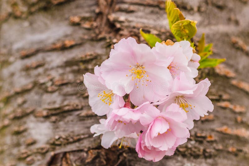 Rosa och gul blomning av sakura, japanskt körsbärsrött träd fotografering för bildbyråer Rosa och gul blomning av sakura, japanskt körsbärsrött träd fotografering för bildbyråer