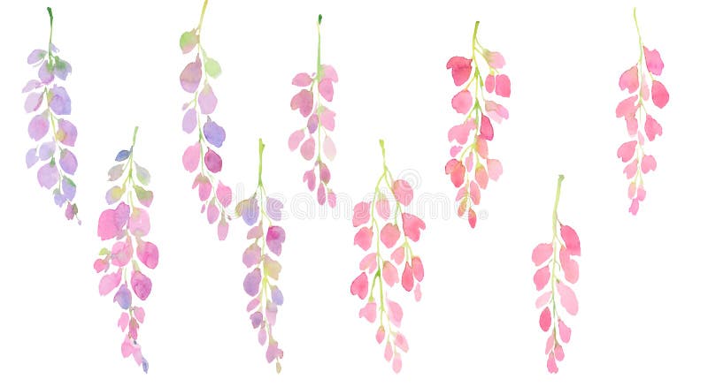 Rosa och purpurfärgad wisteriauppsättning, filialer och blommor, vattenfärgillustration vektor illustrationer Rosa och purpurfärgad wisteriauppsättning, filialer och blommor, vattenfärgillustration vektor illustrationer