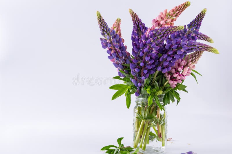 Rosa och violetta lupin i den glass vasen arkivfoton Rosa och violetta lupin i den glass vasen arkivfoton