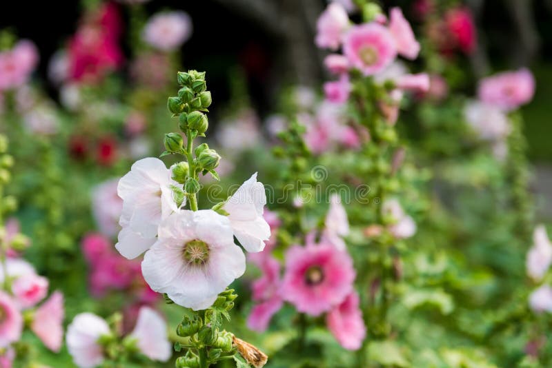 Rosa och vit stockrosblomma royaltyfri foto Rosa och vit stockrosblomma royaltyfri foto