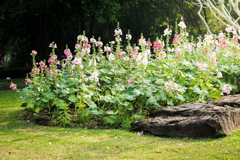 Rosa och vit stockrosblomma arkivfoton Rosa och vit stockrosblomma arkivfoton