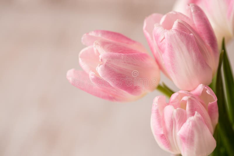 Rosa och vita tulpan stänger sig upp med rum för text fotografering för bildbyråer Rosa och vita tulpan stänger sig upp med rum för text fotografering för bildbyråer