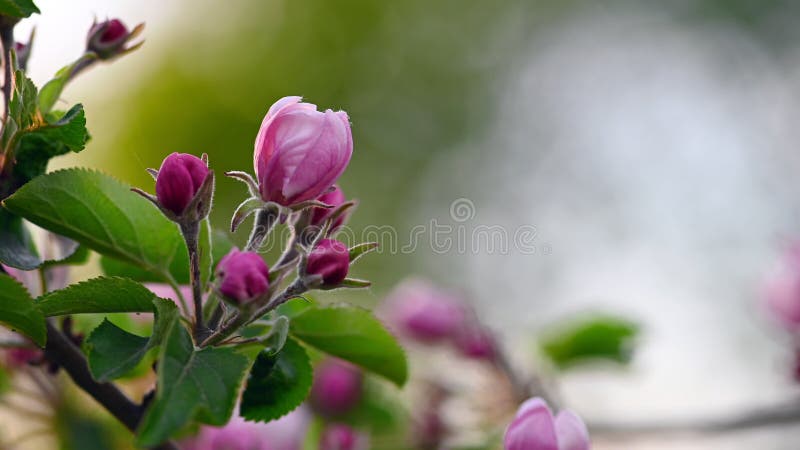 Rosa och vitt äppelblomma