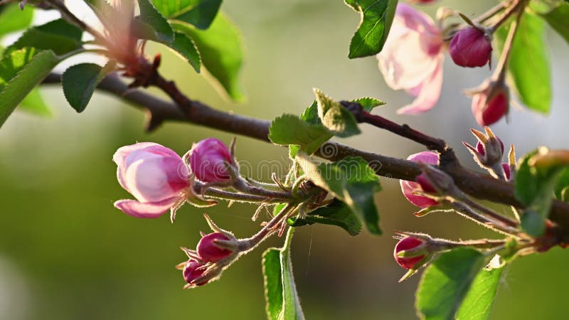 Rosa och vitt äppelblomma