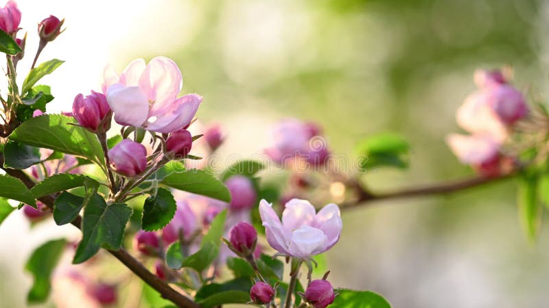 Rosa och vitt äppelblomma