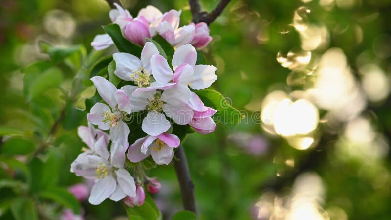 Rosa och vitt äppelblomma