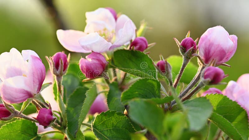 Rosa och vitt äppelblomma