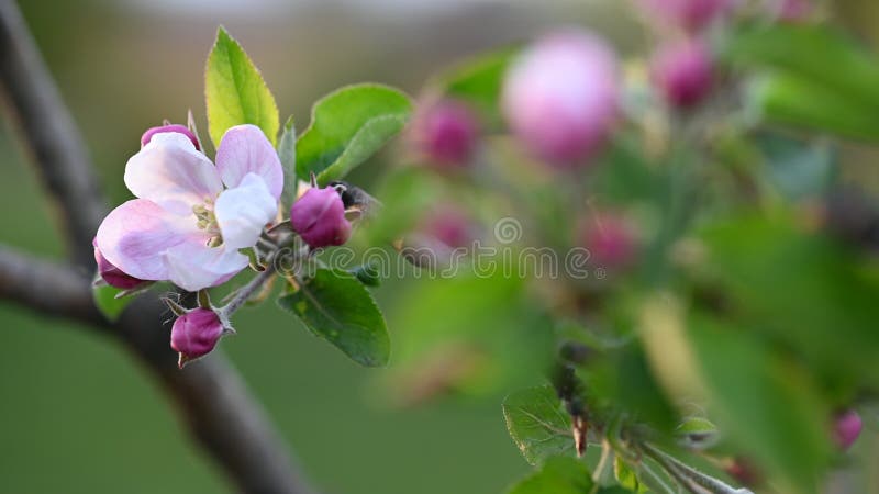 Rosa och vitt äppelblomma