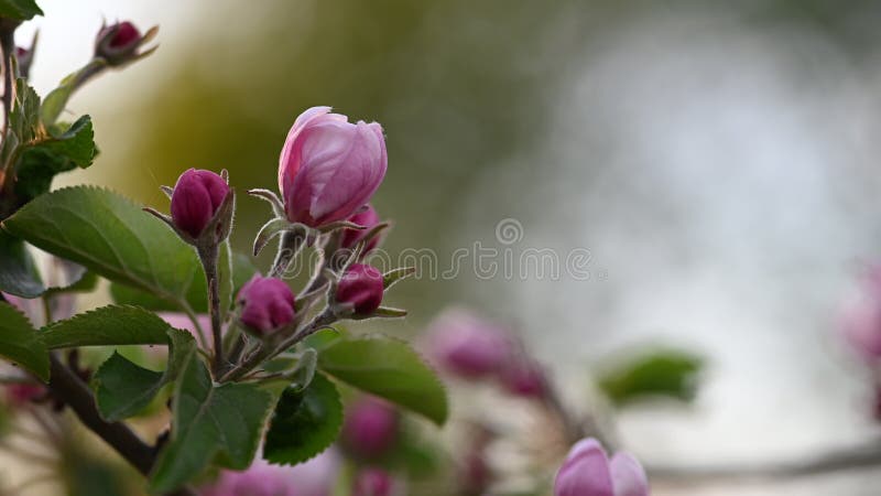 Rosa och vitt äppelblomma