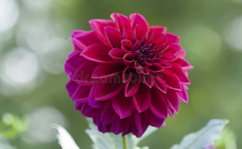 Rosa oder Fuschia Dahlia Flower in der Blüte lizenzfreies stockbild Rosa oder Fuschia Dahlia Flower in der Blüte lizenzfreies stockbild
