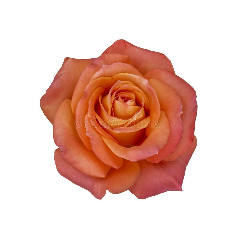 Rosa odorata beautiful large flower isolated on a white background royalty free stock photography Rosa odorata beautiful large flower isolated on a white background royalty free stock photography