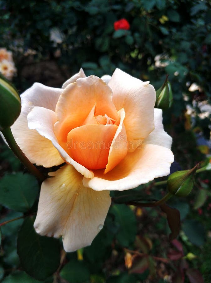 Rosa odorata zdjęcie stock Rosa odorata zdjęcie stock
