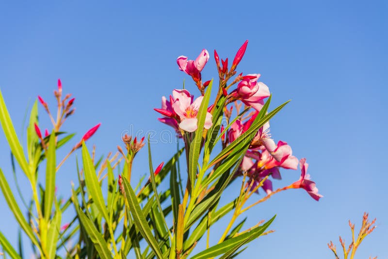 Rosa Oleander In Sardinien Italien Stockbild Bild Von Sardinien Leuchte