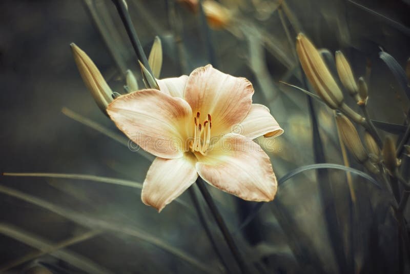 Rosa orange daylily på en grön bakgrundsnärbild Salmon Hemerocallis med texturerade sidor Makro f?r b?sta sikt Trädgårdperenn royaltyfri bild Rosa orange daylily på en grön bakgrundsnärbild Salmon Hemerocallis med texturerade sidor Makro f?r b?sta sikt Trädgårdperenn royaltyfri bild