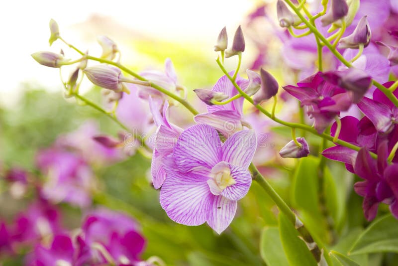 Schöne Gelbe Orchidee Blüht Im Tropischen Garten an Der Küste Auf