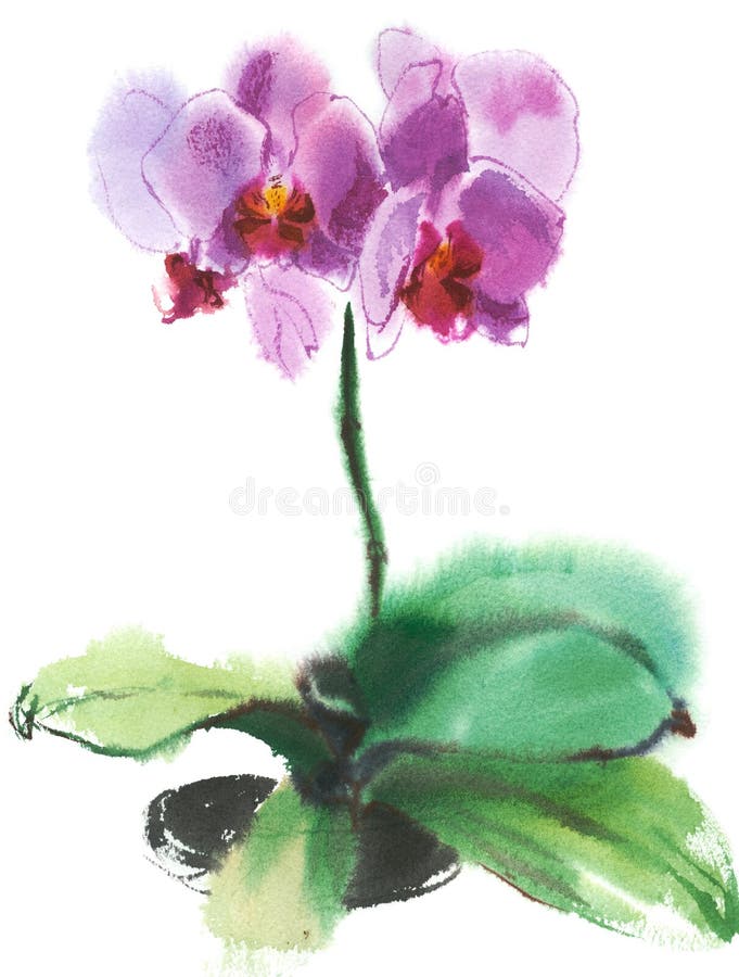 Rosa orchidphalaenopsis royaltyfri foto Rosa orchidphalaenopsis royaltyfri foto