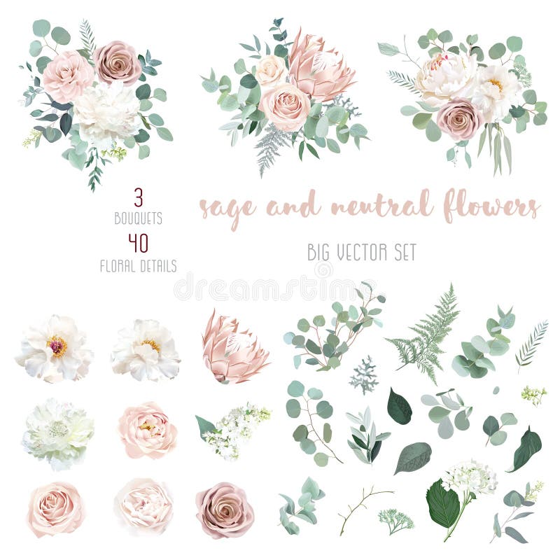 Rosa rosa pallida camellia, rosa polverosa, peone bianco avorio, proteina di scarico illustrazione vettoriale