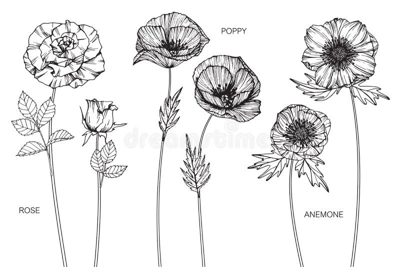 Rosa, papavero, disegno del fiore dell'anemone e schizzo illustrazione di stock Rosa, papavero, disegno del fiore dell'anemone e schizzo illustrazione di stock