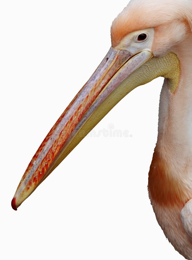 Rosa Pelikan lizenzfreies stockfoto Rosa Pelikan lizenzfreies stockfoto