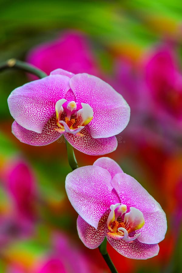 Rosa Phalaenopsis-Blume-Orchideenblüten stockbild Rosa Phalaenopsis-Blume-Orchideenblüten stockbild
