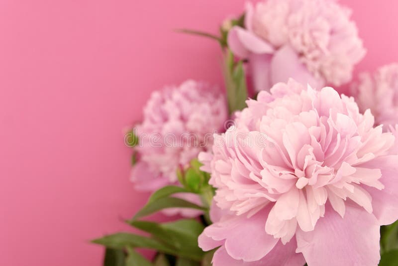Rosa pionblomma på rosa bakgrund med kopieringsutrymme för greetin arkivfoto Rosa pionblomma på rosa bakgrund med kopieringsutrymme för greetin arkivfoto