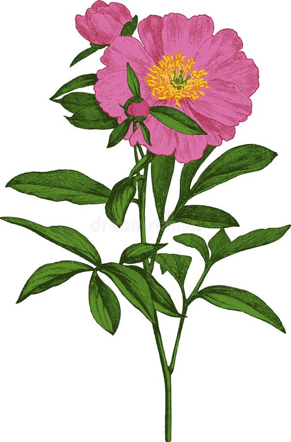 Rosa pionblomma. Vektor vektor illustrationer Rosa pionblomma. Vektor vektor illustrationer