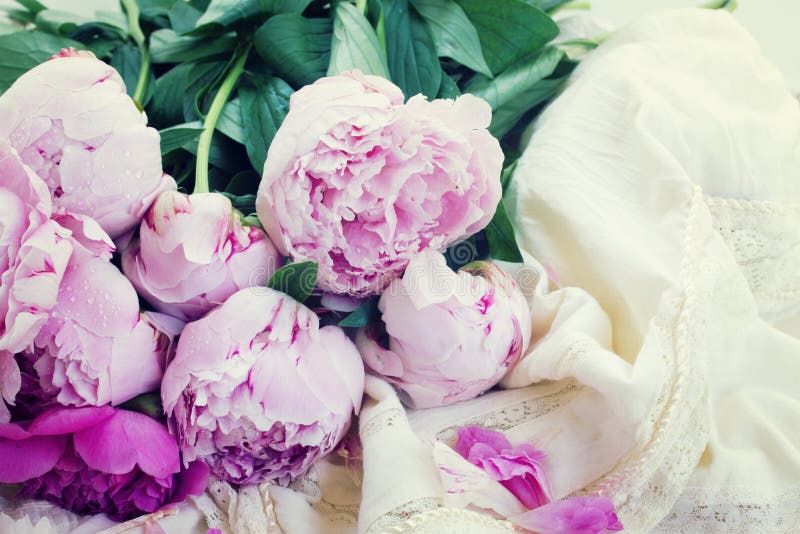 Rosa pioner och vit bröllopsklänning royaltyfria bilder Rosa pioner och vit bröllopsklänning royaltyfria bilder