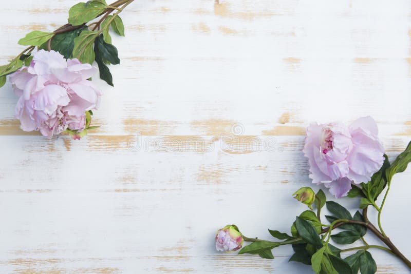 Rosa pioner på vit lantlig träbakgrund