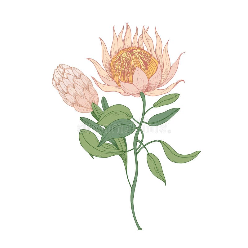 Rosa Protea eller Sugarbush som blommar blommor som isoleras på vit bakgrund Ursnygg detaljerad teckning av härligt stock illustrationer