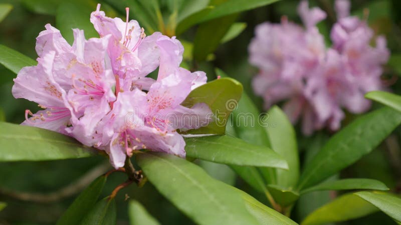 Rosa purpurrote Blumen von ein Rhododendronblütenstand Rhododendron roseum elegans