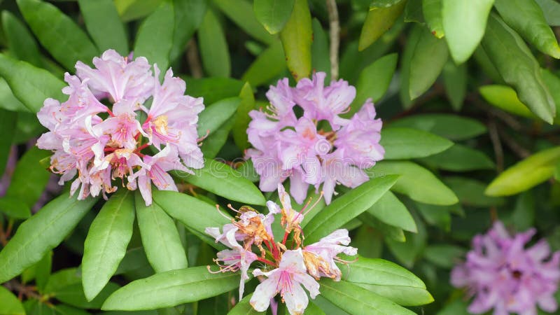 Rosa purpurrote Blumen von ein Rhododendronblütenstand Rhododendron roseum elegans