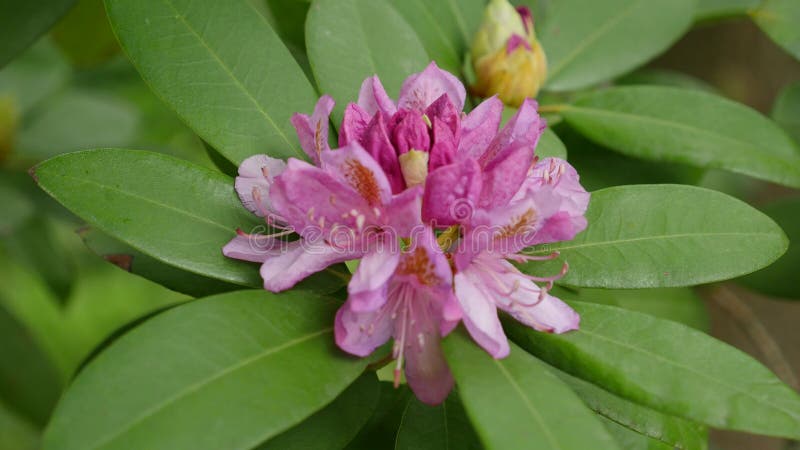 Rosa purpurrote Blumen von ein Rhododendronblütenstand Rhododendron roseum elegans