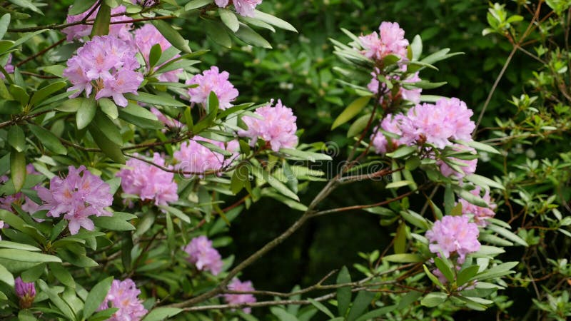 Rosa purpurrote Blumen von ein Rhododendronblütenstand Rhododendron roseum elegans