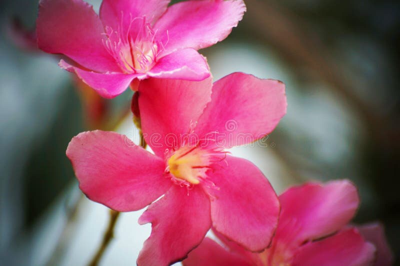 Rosa/purpurrote Oleander-Blumen lizenzfreies stockbild Rosa/purpurrote Oleander-Blumen lizenzfreies stockbild