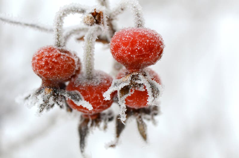 Red rose-hips macro in winter under frost close up. Red rose-hips macro in winter under frost close up