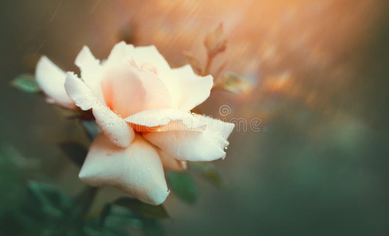 Rosa que floresce no jardim do verão Crescimento de flores cor-de-rosa das rosas fora Natureza, flor de florescência