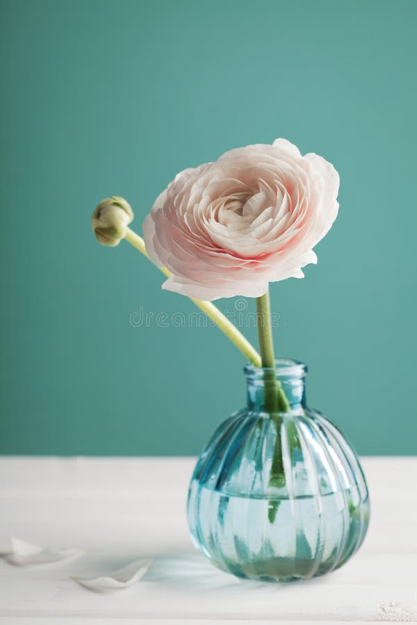 Rosa ranunculus i vas mot turkosbakgrund, härlig vårblomma royaltyfri fotografi Rosa ranunculus i vas mot turkosbakgrund, härlig vårblomma royaltyfri fotografi