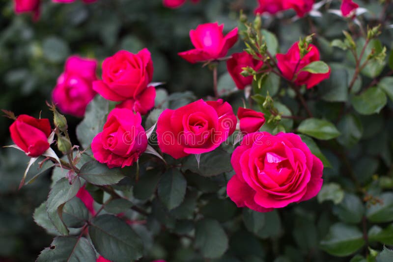 Rosa roja en el jardín en un arbusto.