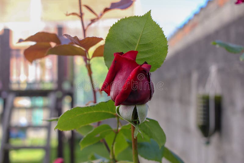 vestido diente Galleta Las Rosas Rojas Son Las Favoritas Foto de archivo - Imagen de rojo, pétalo: 231951424 vestido diente Galleta Las Rosas Rojas Son Las Favoritas Foto de archivo - Imagen de rojo, pétalo: 231951424