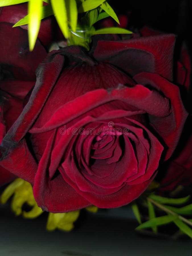 Mira contenido Fabricante Rosa Rojo Una De Las Flores Más Bellas Imagen de archivo - Imagen de gustos, rojo: 189787867 Mira contenido Fabricante Rosa Rojo Una De Las Flores Más Bellas Imagen de archivo - Imagen de gustos, rojo: 189787867