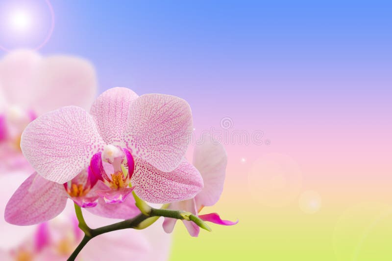 Rosa romântico orquídeas manchadas no inclinação natural fotos de stock Rosa romântico orquídeas manchadas no inclinação natural fotos de stock